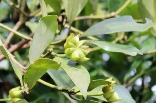 八角是什么果实类型插图3 八角是什么果实类型插图3