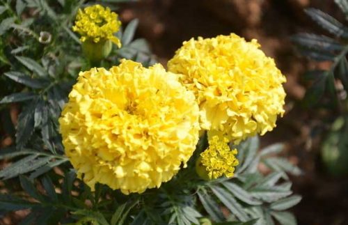 万寿菊的生长习性-会东网