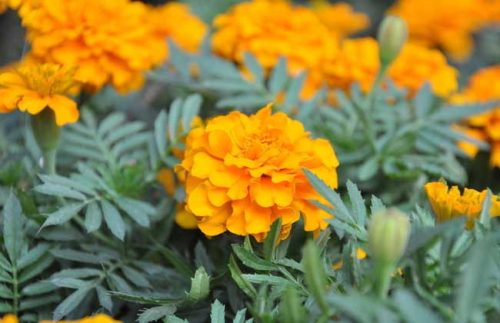 万寿菊的养殖方法－万寿菊图片插图