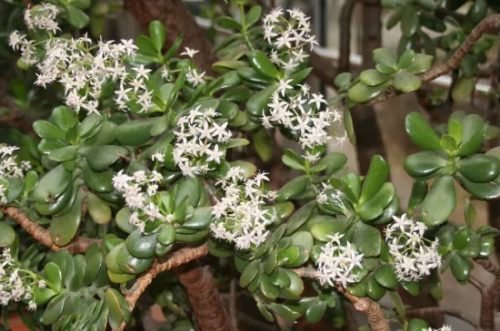 八宝树的养殖方法插图3 八宝树的养殖方法插图3