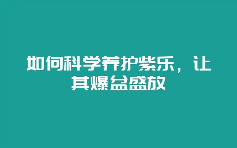 如何科学养护紫乐，让其爆盆盛放-会东网
