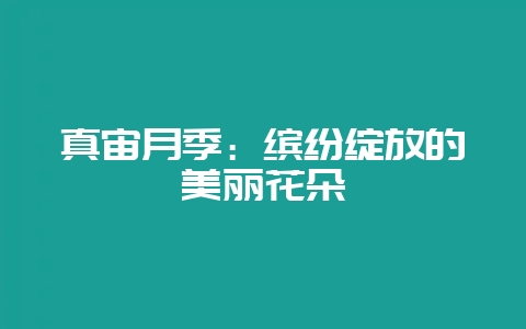 真宙月季：缤纷绽放的美丽花朵-会东网