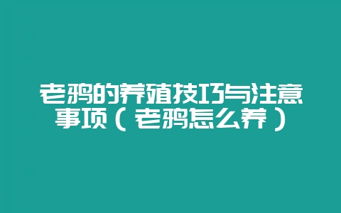 老鸦的养殖技巧与注意事项(老鸦怎么养)-会东网