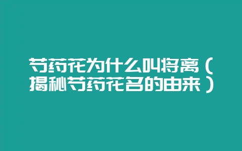 芍药花为什么叫将离(揭秘芍药花名的由来)-会东网