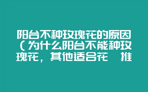 阳台不种玫瑰花的原因（为什么阳台不能种玫瑰花，其他适合花卉推-会东网