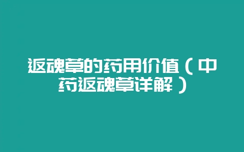 返魂草的药用价值(中药返魂草详解)-会东网