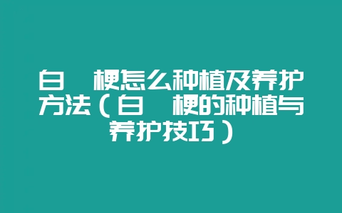 白桔梗怎么种植及养护方法(白桔梗的种植与养护技巧)-会东网