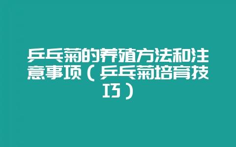 乒乓菊的养殖方法和注意事项（乒乓菊培育技巧）-会东网