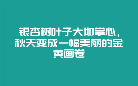银杏树叶子大如掌心，秋天变成一幅美丽的金黄画卷-会东网