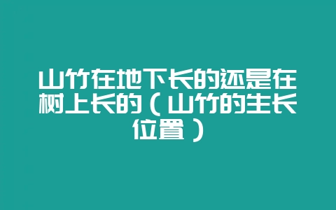 山竹在地下长的还是在树上长的（山竹的生长位置）-会东网