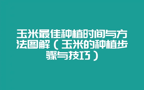 玉米最佳种植时间与方法图解（玉米的种植步骤与技巧）-会东网