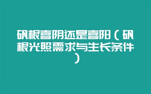 矾根喜阴还是喜阳（矾根光照需求与生长条件）-会东网