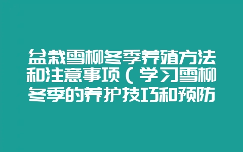盆栽雪柳冬季养殖方法和注意事项（学习雪柳冬季的养护技巧和预防-会东网