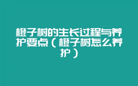 橙子树的生长过程与养护要点(橙子树怎么养护)-会东网