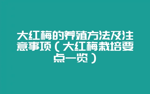 大红梅的养殖方法及注意事项(大红梅栽培要点一览)-会东网