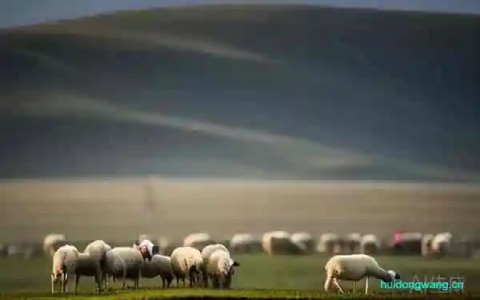 怀孕的可以吃羊肉吗插图 怀孕的可以吃羊肉吗插图