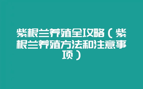 紫根兰养殖全攻略(紫根兰养殖方法和注意事项)-会东网