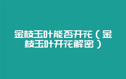 金枝玉叶能否开花（金枝玉叶开花解密）-会东网
