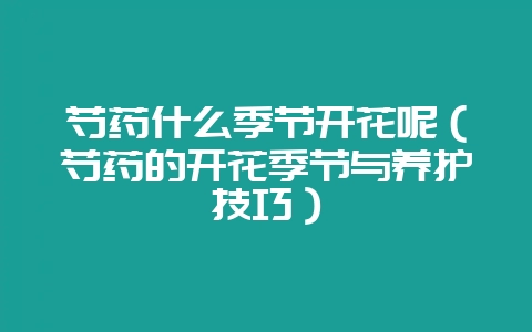 芍药什么季节开花呢(芍药的开花季节与养护技巧)-会东网