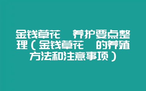 金钱草花卉养护要点整理（金钱草花卉的养殖方法和注意事项）-会东网