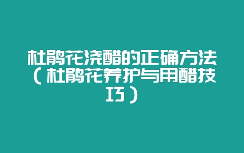 杜鹃花浇醋的正确方法（杜鹃花养护与用醋技巧）-会东网