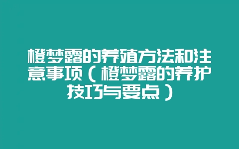 橙梦露的养殖方法和注意事项(橙梦露的养护技巧与要点)-会东网