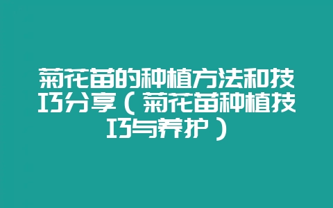 菊花苗的种植方法和技巧分享(菊花苗种植技巧与养护)-会东网
