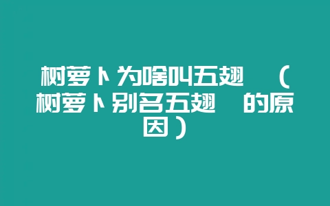树萝卜为啥叫五翅莓(树萝卜别名五翅莓的原因)-会东网
