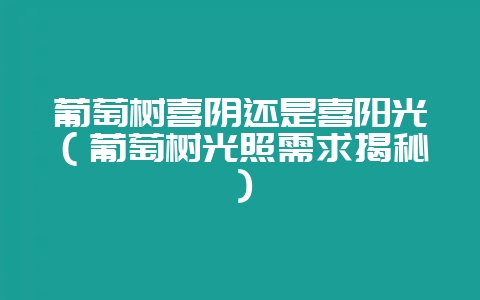 葡萄树喜阴还是喜阳光（葡萄树光照需求揭秘）-会东网