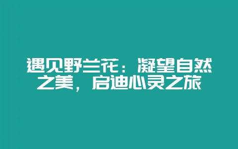 遇见野兰花:凝望自然之美,启迪心灵之旅-会东网