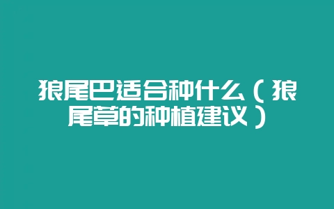 狼尾巴适合种什么（狼尾草的种植建议）-会东网