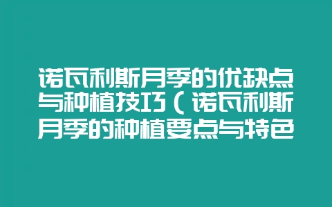 诺瓦利斯月季的优缺点与种植技巧（诺瓦利斯月季的种植要点与特色-会东网