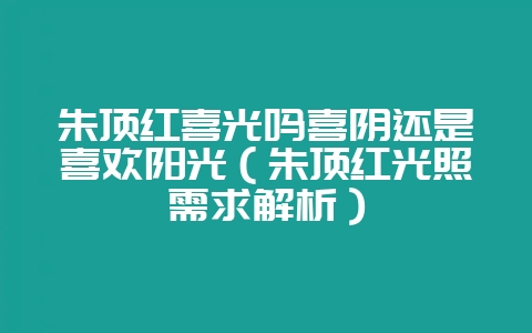 朱顶红喜光吗喜阴还是喜欢阳光（朱顶红光照需求解析）-会东网