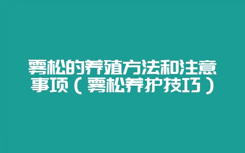 雾松的养殖方法和注意事项(雾松养护技巧)-会东网