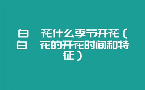 白芷花什么季节开花（白芷花的开花时间和特征）-会东网