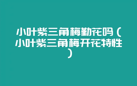 小叶紫三角梅勤花吗（小叶紫三角梅开花特性）-会东网