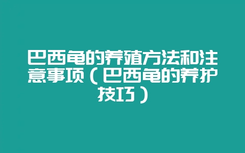 巴西龟的养殖方法和注意事项（巴西龟的养护技巧）-会东网