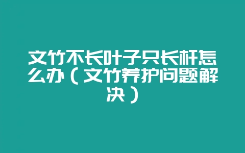 文竹不长叶子只长杆怎么办（文竹养护问题解决）-会东网
