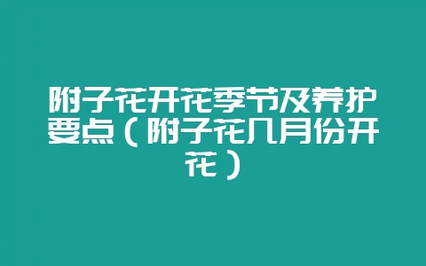 附子花开花季节及养护要点(附子花几月份开花)-会东网