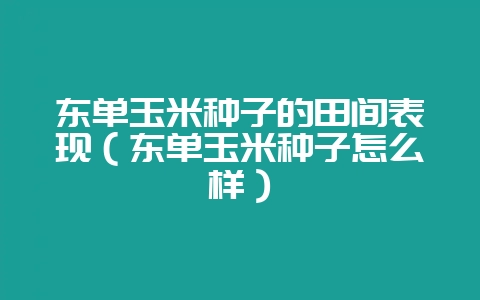东单玉米种子的田间表现(东单玉米种子怎么样)-会东网