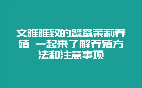 文雅雅致的鸳鸯茉莉养殖 一起来了解养殖方法和注意事项-会东网