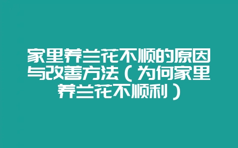 家里养兰花不顺的原因与改善方法(为何家里养兰花不顺利)插图 家里养兰花不顺的原因与改善方法(为何家里养兰花不顺利)插图
