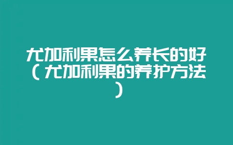 尤加利果怎么养长的好（尤加利果的养护方法）-会东网