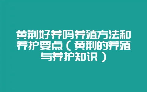 黄荆好养吗养殖方法和养护要点(黄荆的养殖与养护知识)-会东网