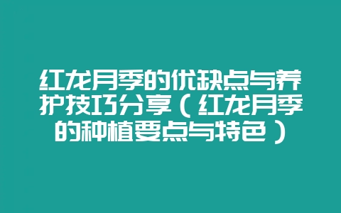 红龙月季的优缺点与养护技巧分享（红龙月季的种植要点与特色）-会东网