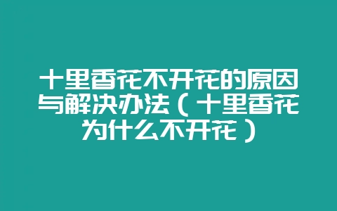 十里香花不开花的原因与解决办法(十里香花为什么不开花)-会东网