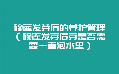 碗莲发芽后的养护管理(碗莲发芽后芽是否需要一直泡水里)-会东网
