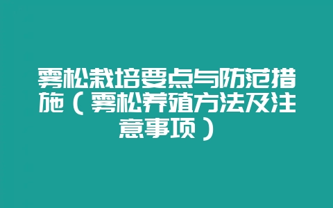 雾松栽培要点与防范措施（雾松养殖方法及注意事项）-会东网