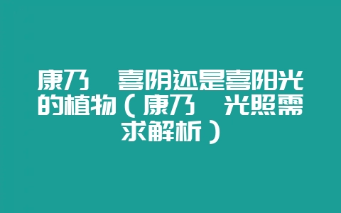 康乃馨喜阴还是喜阳光的植物（康乃馨光照需求解析）-会东网