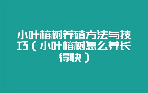 小叶榕树养殖方法与技巧(小叶榕树怎么养长得快)-会东网
